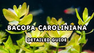 BACOPA CAROLINIANA DETAILED GUIDE  AQUATIC PLANT BACOPAs GUIDE FOR BEGINNERS [upl. by Nollie]