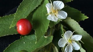 Growing Jamaican cherryIndian cherryStrawberry treeMuntingia Calabura tree n its health benefits [upl. by Lrig757]