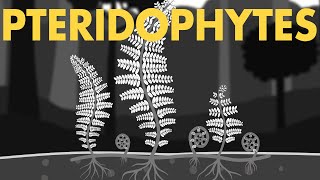 Pteridophytes Class 11  Life cycle of Pteridophytes ANIMATION  Plant Kingdom Class 11  NEET [upl. by Goldman]