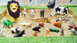 Savannah Animals Meet with Wild Jungle Animals in Exotic Sandbox  Adaptive learning [upl. by Romeon]