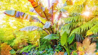 When to Overwinter Exotic Garden Plants [upl. by Florrie]