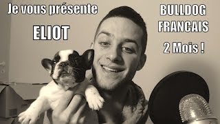 Je vous présente ELIOT  Mon Bouledogue français [upl. by Maller]