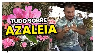 Saiba TUDO sobre AZALEIAS [upl. by Nonac]