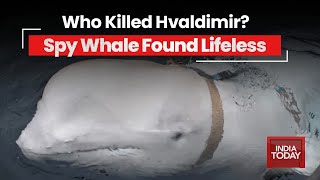 Who Killed Hvaldimir Russias Spy Whale Discovered Dead [upl. by Elrem776]