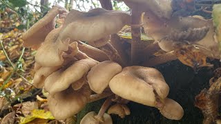 England hiking MUSHROOM SEASON GALORE [upl. by Ydennek]