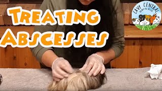 So many abscesses on guinea pigs and what to avoid [upl. by Etselec604]