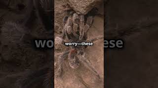 Discover the Tarantula’s Hairy Defense [upl. by Rombert]