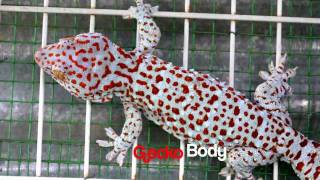 Tokay Gecko 33 Centimeters Long [upl. by Cramer]