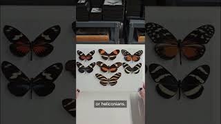 Heliconius with Kyle  PART 1 [upl. by Sokairyk]