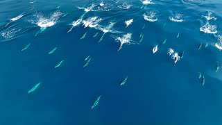 Fast Forward common dolphins traveling in a pod [upl. by Phelia585]