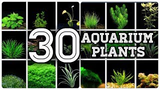 A Detail About 30 Amazing Aquarium plants  Tamil [upl. by Aoh]