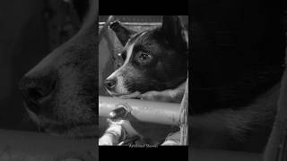 Laika The First Living Creature in Space and Her Sacrifice science sciencefacts [upl. by Seidler363]