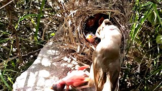 Baby cuckoo bird falls out of nest cuckoo chick falls out of nest birdsandbaby8259 [upl. by Ecinahs]