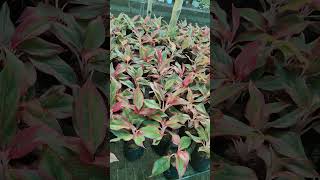 Indoor plants shortvideo youtubeshorts youtubreels [upl. by Meit]