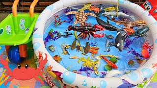 SEA ANIMALS FOR TODDLERS WHALE SHARK ZEBRA SHARK BELUGA WHALE BLUE CRAB AND OTHERS [upl. by Iaras329]