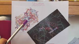 Glucose Oxidase [upl. by Femi]