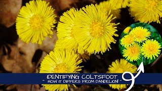 Identifying Tussilago  Coltsfoot vs Dandelion [upl. by Ttereve922]