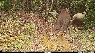 Bornean Elephant Sliding in the Kinabatangan [upl. by Ekoorb283]