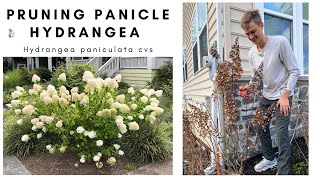 Pruning HYDRANGEA PANICULATA  Prune Hydrangea Correctly for more FLOWERS [upl. by Lletnom]