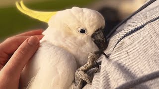 Neglected cockatoo melts when he meets a loving family [upl. by Anirav640]