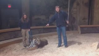 Alleged video of tiger whipping at the Bowmanville Zoo [upl. by Schmidt802]