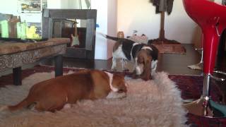 Basset Hounds Putter and Birdie unprovoked howling fest [upl. by Grew]