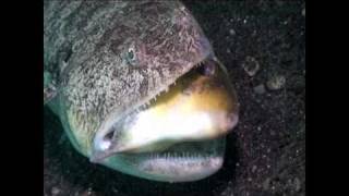 Lizardfish vs Filefish [upl. by Yenterb]