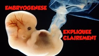 🔴 Dr Astuce  EMBRYOLOGIE EXPLIQUEE CLAIREMENT [upl. by Gherlein]