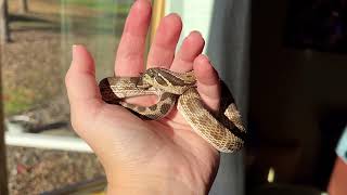 Meet my SnakeDiscovery hognose snake Vanellope [upl. by Morton]