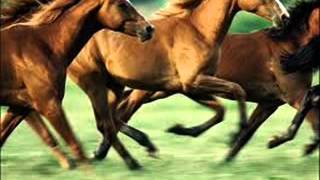 horses galloping  sound effect [upl. by Airad]