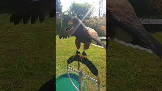 HARRIS HAWK FRONT VIEWSOCIAL NOISES [upl. by Boulanger]