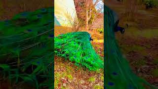 Watch This Peacocks Stunning Feather Displaypeacock birds beautiful love nature shortvideo [upl. by Dlareg585]