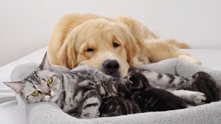 Golden Retriever Accompanies Kitten from Childhood to Adulthood and Becomes Mother [upl. by Delle]