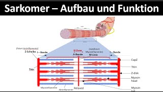 Sarkomer  Aufbau und Funktion  Aktinfilament  Myosinfilament Biologie  Sport Oberstufe 26 [upl. by Ettesus611]