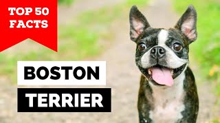 99 of Boston Terrier Owners Dont Know This [upl. by Whalen]