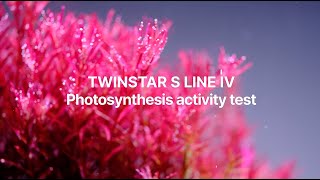 The Twinstar S lines photosynthetic activity test twinstarlight aquascape aquariumlight [upl. by Ripley]