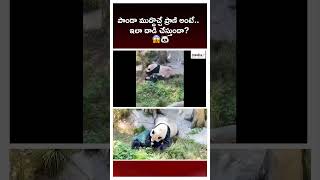 Panda danger incident attack On Zoo keeper  MediaFxApp [upl. by Aissela846]