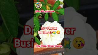 Dry Flower Business😲nature flowershop flower agriculture floriculture [upl. by Jeffry486]