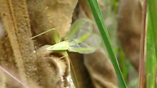 Oecanthus quadripunctatus singing male [upl. by Attolrac]