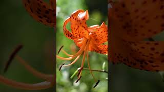 Destination Essonne 13  le Conservatoire national des plantes de MillylaForêt  nature plantes [upl. by Ahsaet]