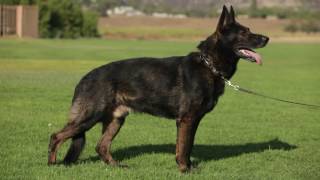 ALL ABOUT THE WORKING GERMAN SHEPHERD DOG [upl. by Isdnyl]