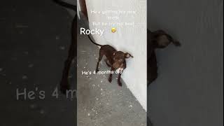 He’s dangerous watch out 🤫 funnydogs animals cute [upl. by Leonardo]