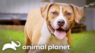 The Pit Bull that Changed a Retired Arena Football Managers Life Forever  Pit Bulls and Parolees [upl. by Palmira]