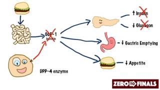 How does sitagliptin work DPP4 inhibitors and GLP1 mimetics [upl. by Ahsila]