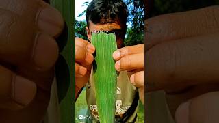 Experiment on tree leaves with pen ink camping bushcraft outdoors survivalbogura experiment [upl. by Zeb]