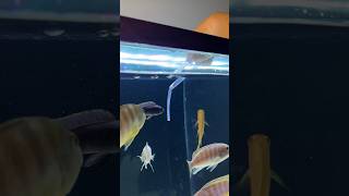 African Cichlid Tank pH Test [upl. by Analed405]