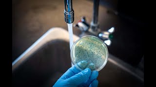 Rapid microbiological methods  water microbiology [upl. by Amjan]