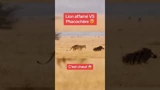 Lion affamé VS phacochère [upl. by Seuqramed]