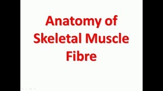 Anatomy of Skeletal Muscle Fibre SImple explaination in short  Bhushan Science [upl. by Levana]