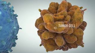 TumorRelated Immune Checkpoints And The Development Of Targeted Cancer Immunotherapies [upl. by Sawyer]